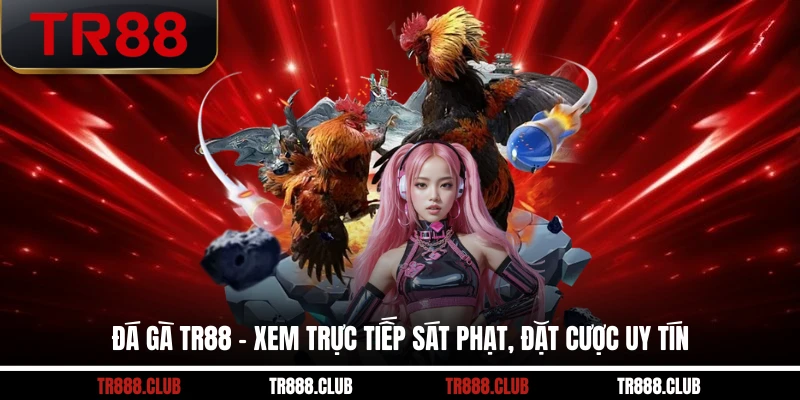 Đá gà TR88 với sảnh cược chuyên nghiệp hấp dẫn
