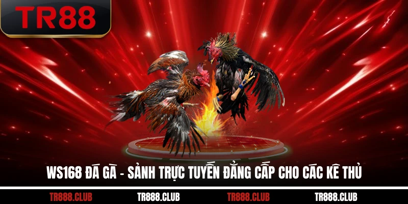 WS168 Đá Gà – Sảnh Trực Tuyến Đẳng Cấp Cho Các Kê Thủ